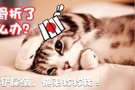 如何确定犬猫骨折及护理常识，铲屎官们get！视频封面