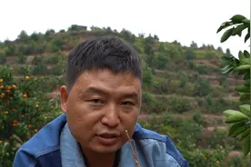 给果树开沟施冬肥，学会这个方法，不伤根还能促根！