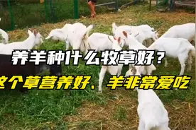 养羊适合种植什么牧草？紫花苜蓿羊爱吃，种植一次收割6~7年视频封面