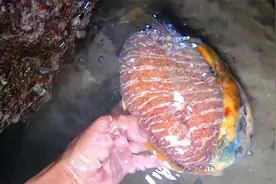 深夜赶海发现一枚“超级金蛋”，圆滚滚的比头还大，阿明乐坏了视频封面