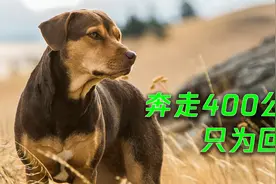 催泪又暖心，忠犬穿越400公里寻找主人，也太治愈了！视频封面