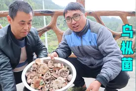 湖南大山居然长乌枞菌了，二叔收茶意外收获一大盆，炖一锅吃到撑视频封面