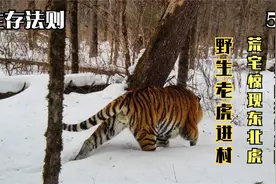东北虎潜身荒宅，跑进农田袭击村民，司机驾车阻挡，一掌拍碎车窗视频封面