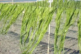 紫菜和海苔到底是一种东西吗？很多人都搞不清，今天就来说说它视频封面
