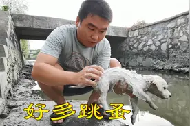 带小白去河里洗澡，发现它身上都是跳蚤，这密密麻麻的太吓人了！视频封面