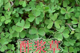 野草“酢浆草”又名水晶人参，毒蛇克星植物，认识的人太少了？视频封面