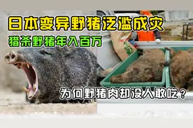 日本野猪泛滥成灾，赏金猎人靠杀猪年入百万，死猪却这样处理？视频封面