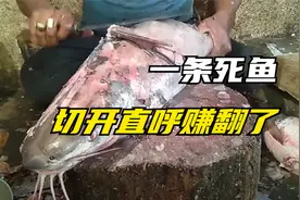 小伙花5块钱买一条烂鱼，全身没有一块好肉，切开直呼赚翻了视频封面