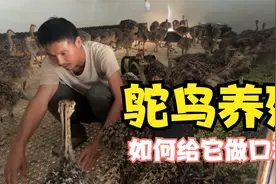 鸵鸟到底需要给它吃什么？该如何制作它的口粮，一个视频告诉你视频封面
