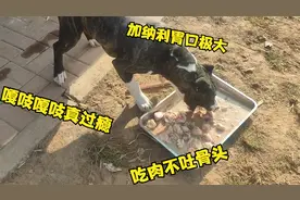 杀人犬加纳利吃肉不吐骨头，一桶鲜肉2分钟炫完，嘎吱嘎吱真过瘾视频封面