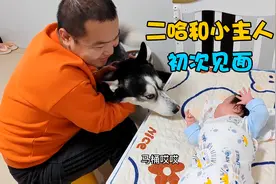 二哈与小主人初次见面，彼此直勾勾的盯着对方半天，下秒立马翻车视频封面