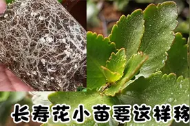 长寿花小苗要这样“移栽”和养护才能，根系壮长势快，新芽侧枝多视频封面