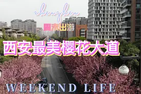 西安最美樱花大道视频封面
