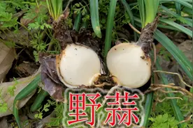 农村有一植物“野蒜”，有人称“祛湿草”，切记不要误食！视频封面