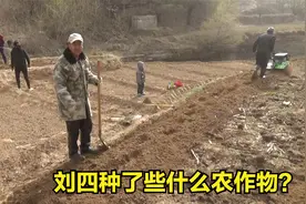 陕北刘四种园子，碰到热心的老乡帮忙刨地，种了些什么？
