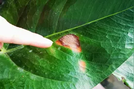 红掌叶片有焦枯斑块，是感染病菌还是晒伤？教你辨别及处理方法视频封面