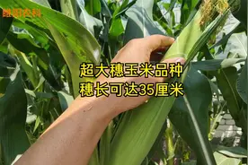 这个大棒型玉米品种，穗长可达36厘米，亩产可达2300斤视频封面