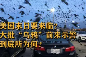 美国上空涌入数万只“乌鸦”，在停车场扎堆聚集，难道是灾难前兆视频封面