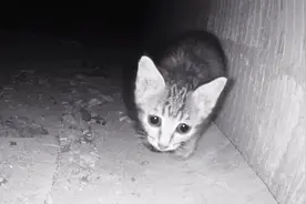 猫咪被困在狭小空间里了怎么办？新手也能尝试救助的几种方法视频封面