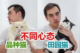 若同时养田园猫和品种猫 谁会拖后腿