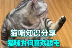 猫咪为什么那么喜欢舔毛呢？有六点原因，你知道吗