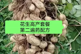花生谢花末期下针期，是打高产套餐第二遍药的好时机，该如何配药视频封面