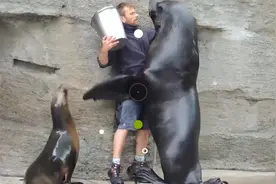 饲养员被大海狮“壁咚”！不给小鱼干就不撒手，镜头记录搞笑画面视频封面