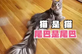 猫咪和尾巴，难道是两种生物？视频封面