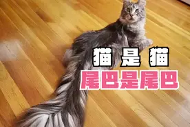 猫咪和尾巴，难道是两种生物？视频封面