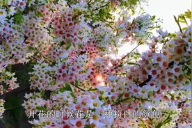 北方庭院首选“文冠花”，比凌霄开花美，能长成花树，关键是耐寒视频封面