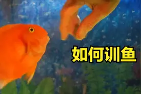 如何训练鹦鹉鱼粘手，罗汉鱼和兰寿金鱼和地图鱼会更聪明视频封面