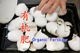 蛋壳是很好的有机肥 注意不能拿来就用@所有人视频封面