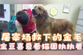 屠宰场救下的金毛，有它的孩子小luck陪伴，每一天都是幸福快乐的视频封面