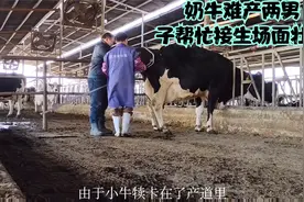 奶牛难产，两个男子徒手帮忙接生。场面壮观。视频封面