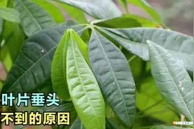 冬季的发财树，叶片全部“垂头”发软？及早处理还有救视频封面