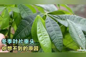 冬季的发财树，叶片全部“垂头”发软？及早处理还有救视频封面