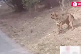 可怜的流浪狗被捕鸟夹夹住腿，20多天未取下，热心市民出手求助视频封面