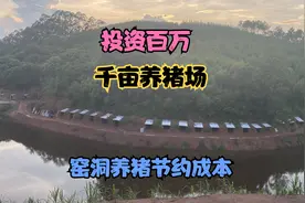 参观网友投资百万的放养猪场，1000亩农场挖窑洞来养藏香猪！视频封面