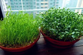 生活大百科之沙子种菜，此法干净又卫生，专为洁癖种植爱好者而设视频封面