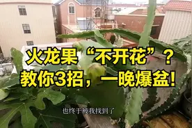 火龙果“不开花”？教你3招，1晚爆盆
