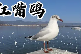 海埂大坝，昆明看海鸥的最佳地点视频封面