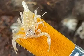 小雨林蝎们下地了，蝎子妈妈终于可以饱餐一顿 #雨林蝎 #林神异蝎视频封面