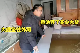 小伙黄河逮的大鲤鱼放到池子里，大鱼经常往外蹦，这配置有点低视频封面