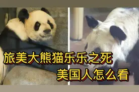 旅美大熊猫乐乐之死，美国人怎么看@旅美熊猫视频封面