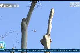 南京太平南路梧桐树被“剪秃了头”？园林部门回应！视频封面