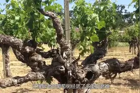 全世界年纪最大的葡萄树，今年176岁高龄，每年能产14000斤葡萄！视频封面