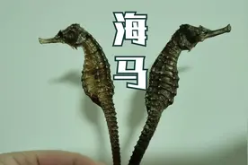 炖海马给孩子吃,希望能再长高一点,如今生活富裕了,还有效果吗?视频封面