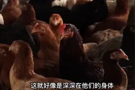 鸡吃了黄豆就会死掉？为什么呢，俗话说“小鸡不吃豆，外甥不打舅视频封面