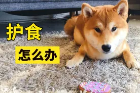 网红柴犬超爱护食 主人了解原因后恍然大悟：原来误会了他！视频封面