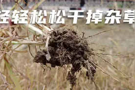 小院杂草丛生，我只做了一件事儿，4天就全干净了视频封面